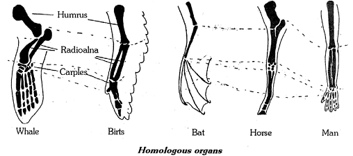 1056_homologous organs.png